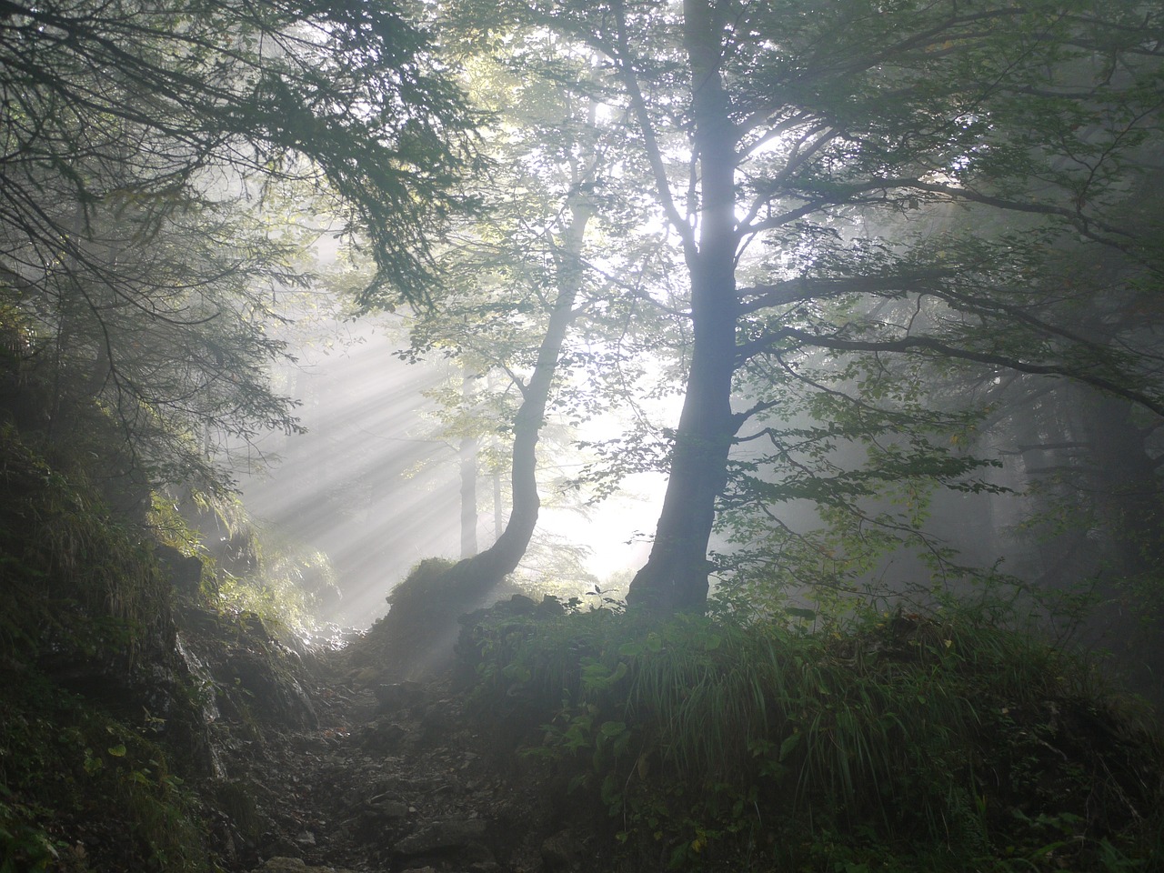 Understanding the Impact of Climate Change on Local Ecosystems